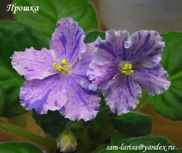 Прошка (Фролов)