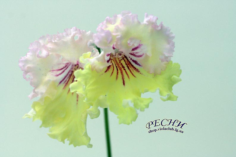 IMG_0548 копия.jpg