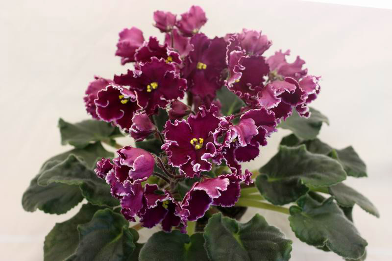 ЛЕ-Рита.jpg