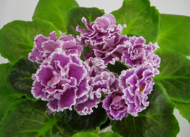 ПТ-Катерина.JPG