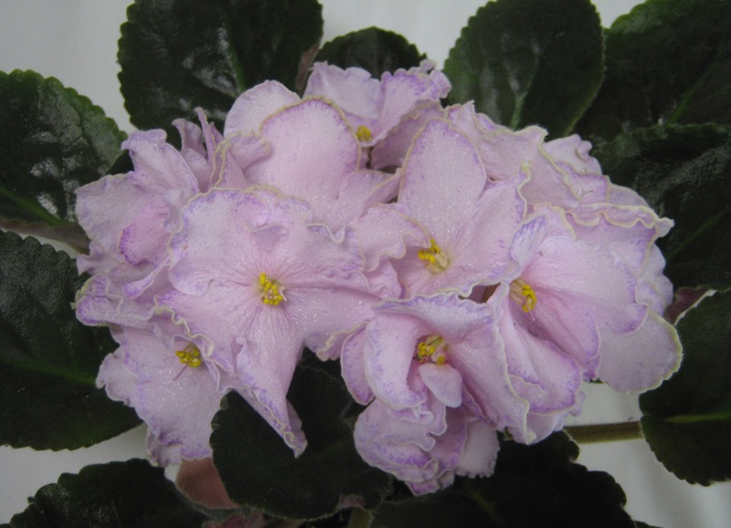ПТ-Арина.JPG