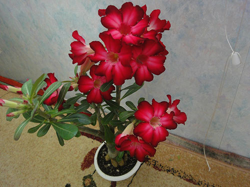 image-(4).jpg