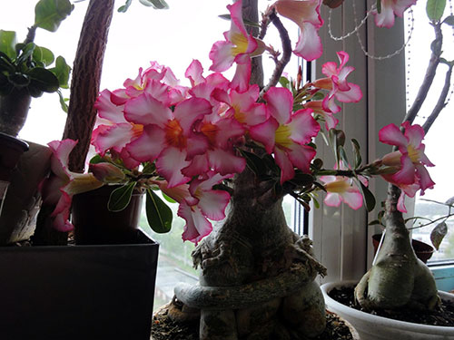 image-(5).jpg