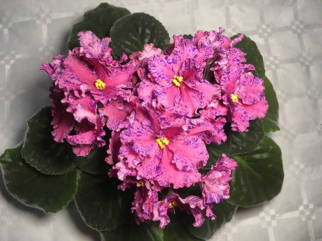 ПТ-Фаина.JPG