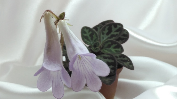 Primulina yungfuensis.jpg