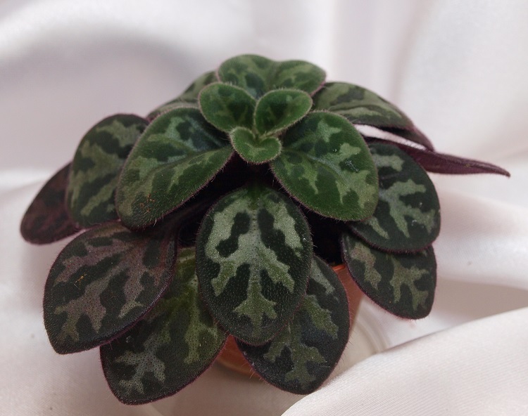 Primulina yungfuensis_.jpg