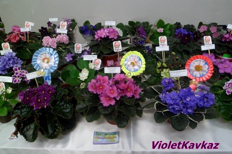 VioletKavkaz2.jpg