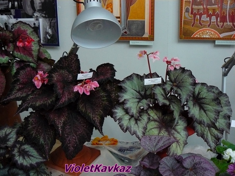 P1170127 бегонии.JPG