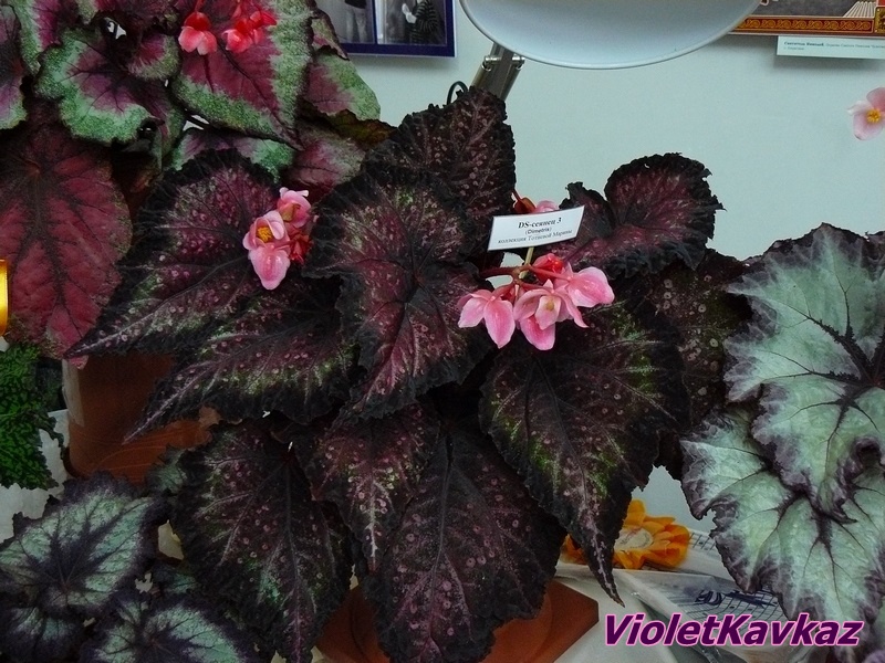P1170113 бегонии.JPG