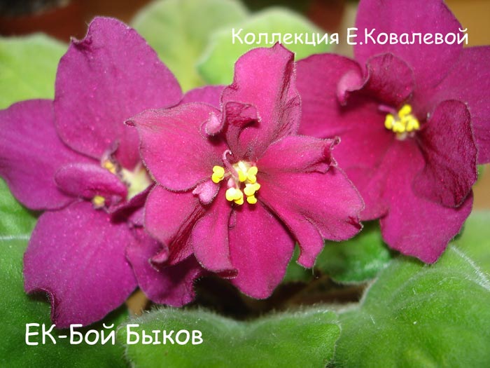 ЕК-Бой-Быков11.jpg
