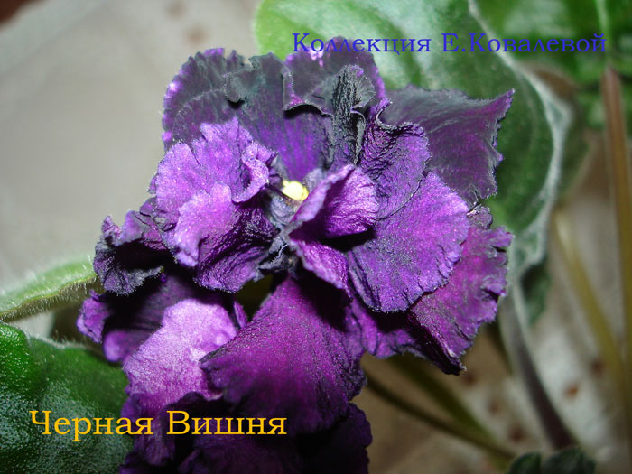 Черная-Вишня11.jpg