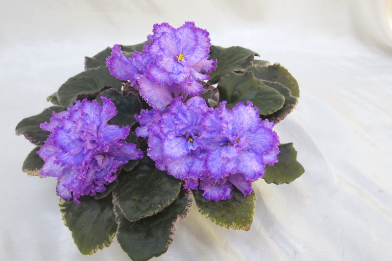 ЛЕ-Лора (Е.Лебецкая) И.Данилина.JPG