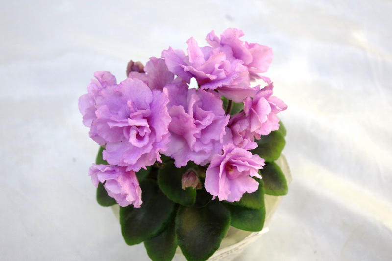 Rosy Pink (P. Sorano .LLG)  И.Щедрина.JPG
