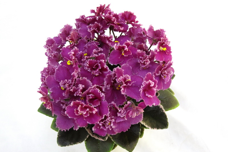 Jolly Frills (H. Pittman)  Н.Старостенко.JPG