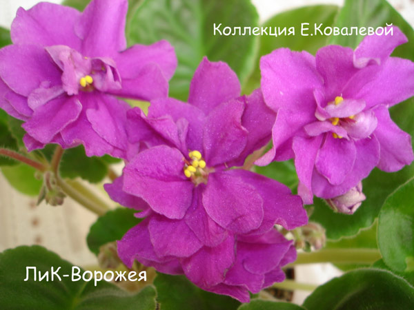 Лик-Ворожея-11.jpg