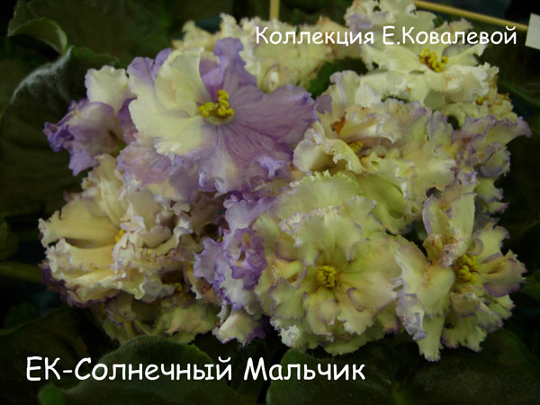 ЕК-Солнечный-Мальчик.jpg