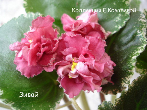 Зивай11.jpg