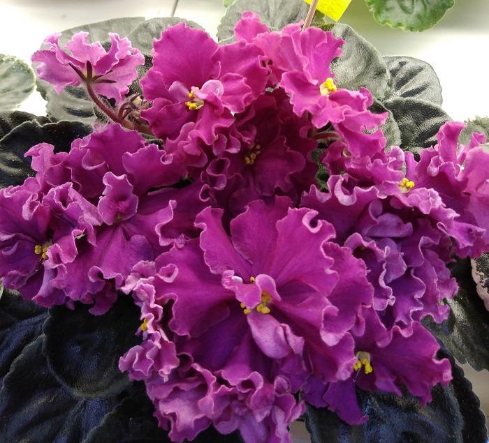 НД-Азарина Тюрина.jpg