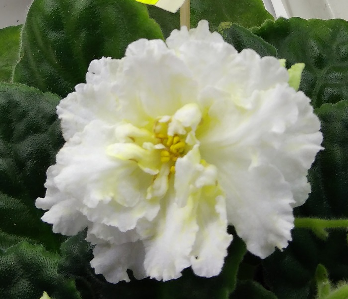 KZ-Золотые Шары Тюрина.jpg