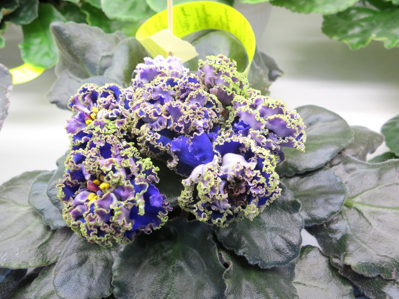 Тюрина ЕК-Кудри Посейдона.JPG