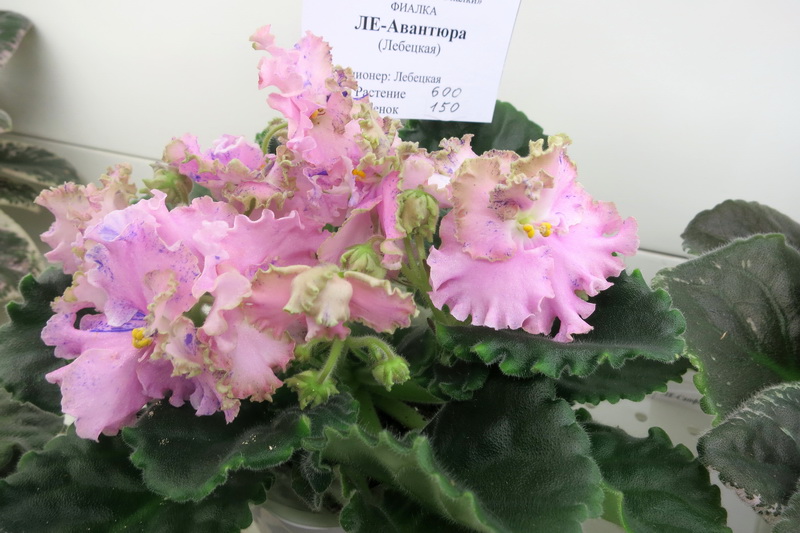 Лебецкая ЛЕ-Авантюра.JPG