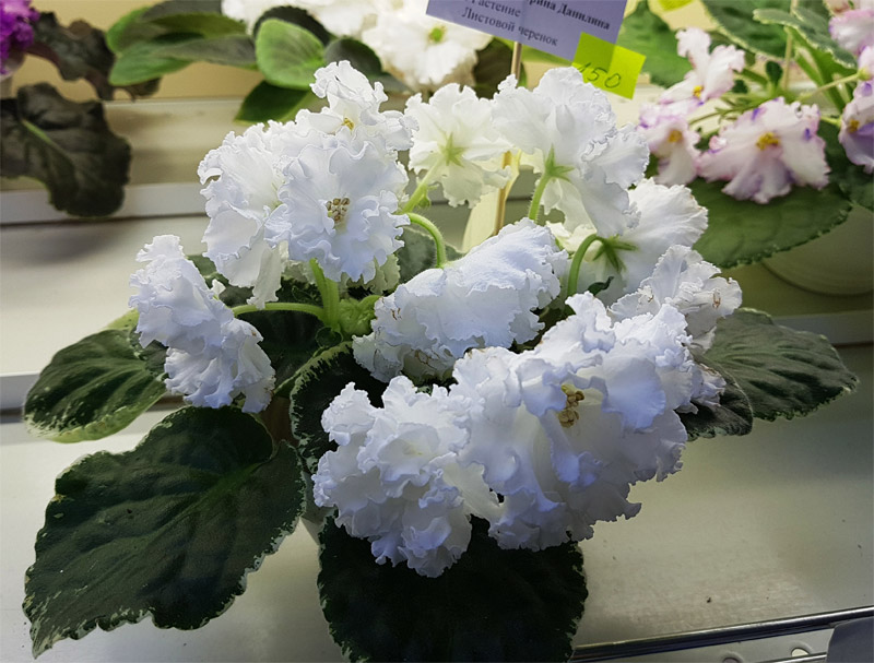 ЛЕ-Крылья Ангела