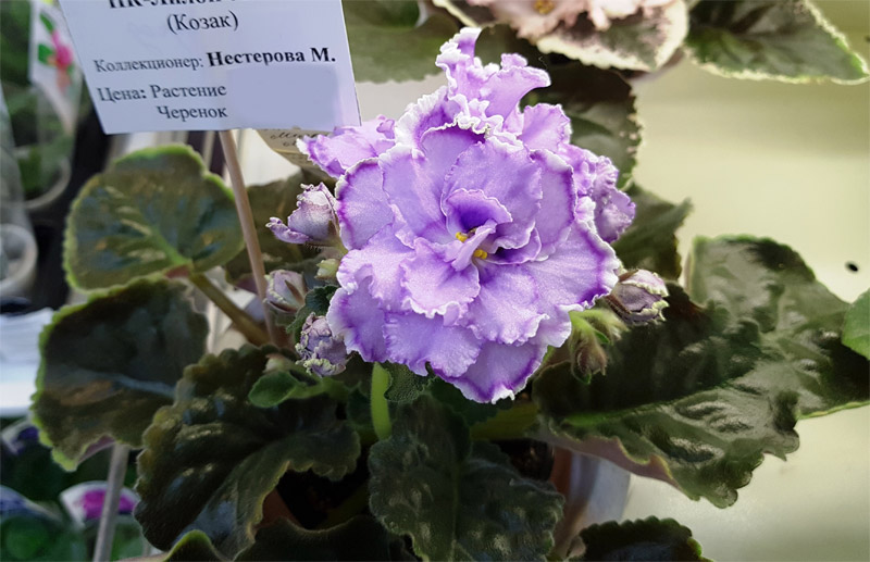 нк-лилон-лила_нестерова.jpg
