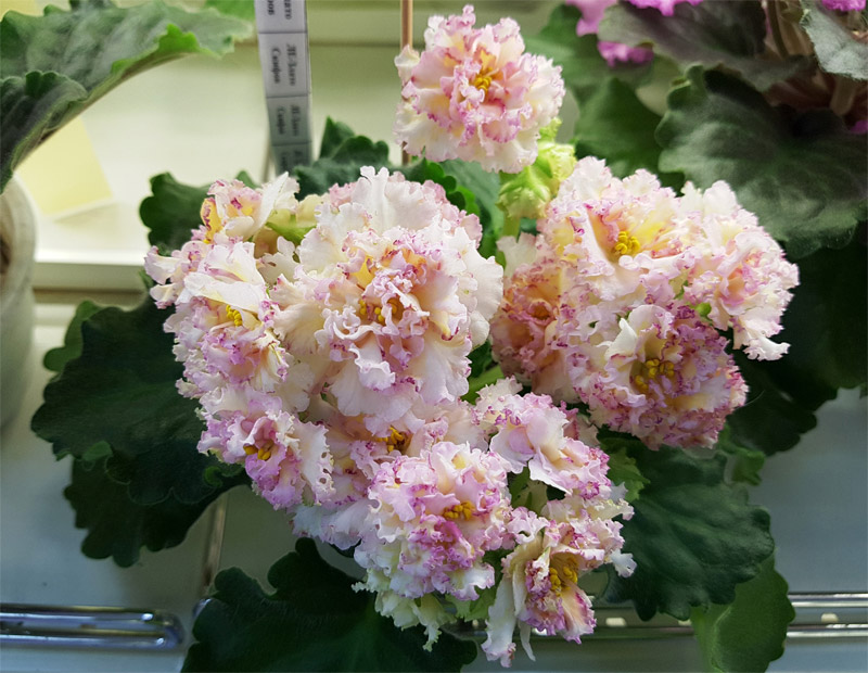 ЛЕ-Злато Скифов