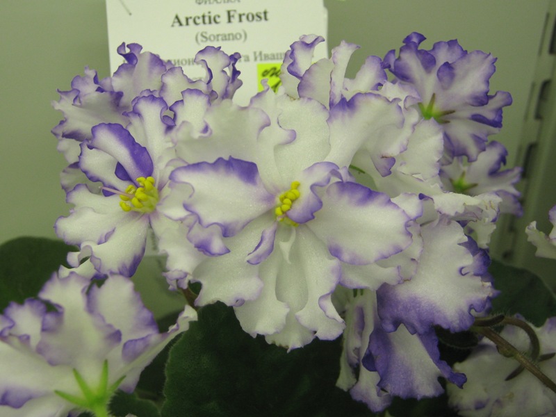 Ивашкина Arctic Frost.JPG