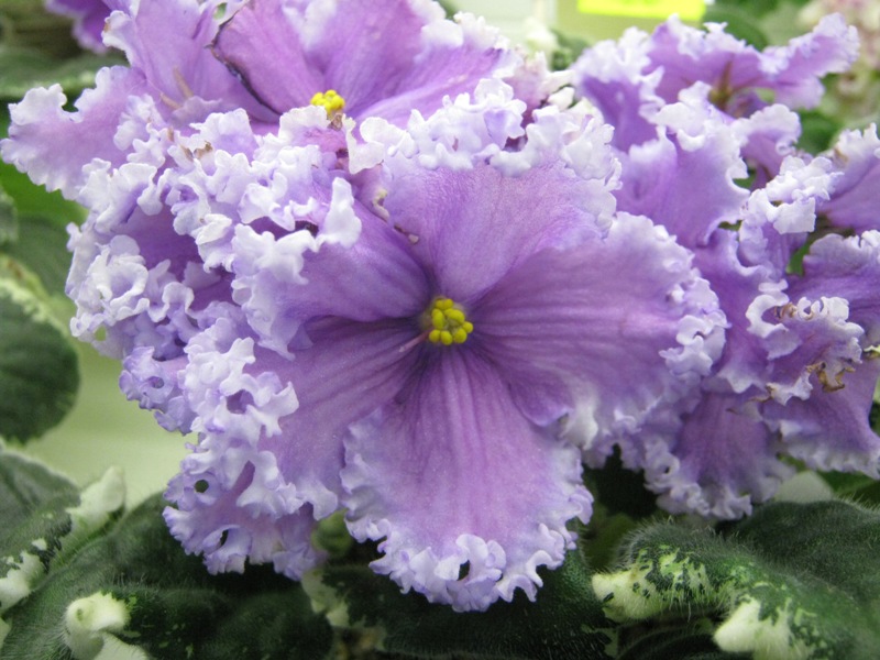 Кузина РС-Лугань.JPG