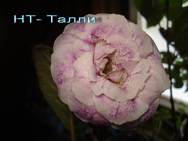 НТ_ Талли.jpg