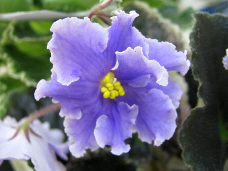 Блинкина Blue Forever.JPG