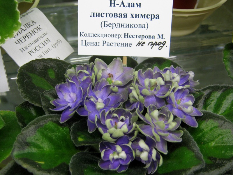IMG_0670.JPG