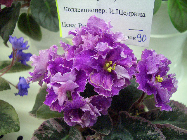 ЦМ-Ассорти И.Щедрина.JPG