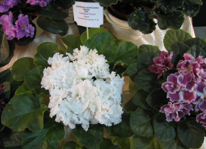 IMG_1360mm.jpg