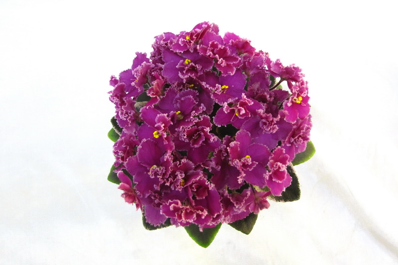 Jolly Frills (H. Pittman) коллекционер Нина Старостенко.JPG