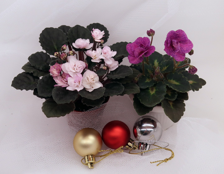 Ness'-Satin-Rose-БР-Атос-сп.jpg