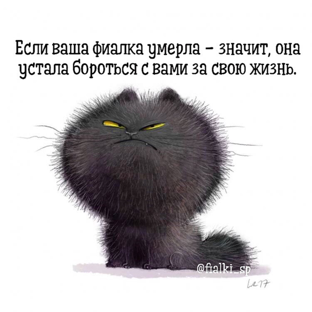 фиалки.jpg