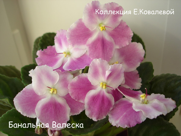Банальная-Валеска11.jpg
