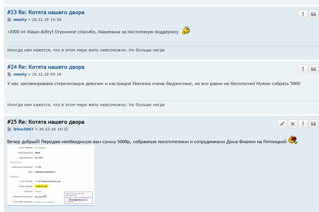 Котята нашего двора - Помощь бездомным животным.png
