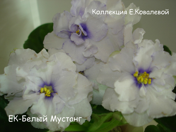 ЕК-Белый-Мустанг11.jpg