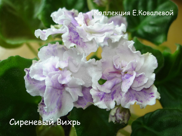 Сиреневый-Вихрь11.jpg