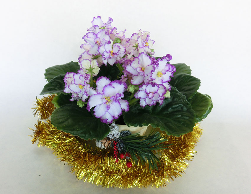 ПТ-Первая-Леди.jpg