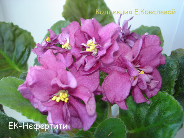 ЕК-Нефертити11.jpg