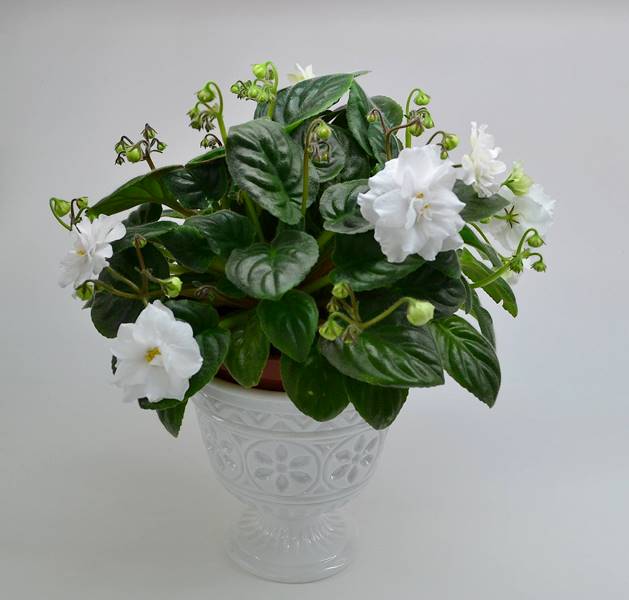 DS-Невеста-1.JPG