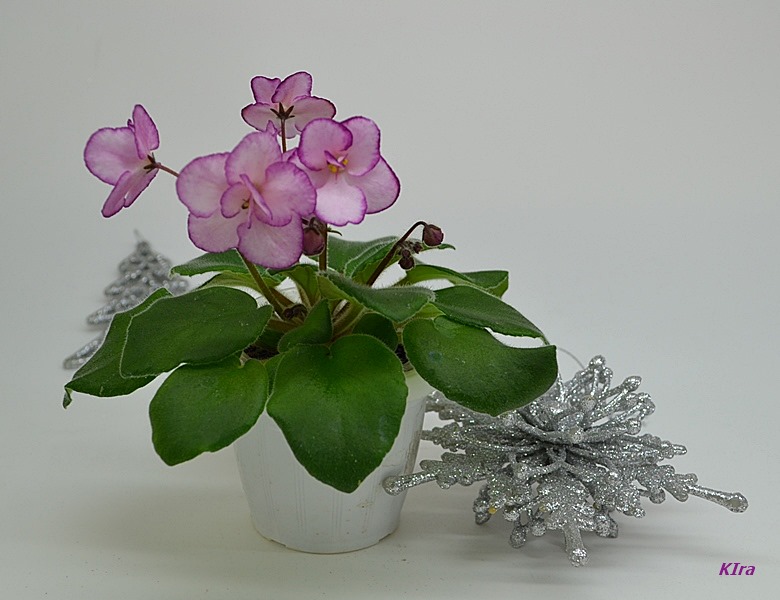 Morgan's Enchantgment