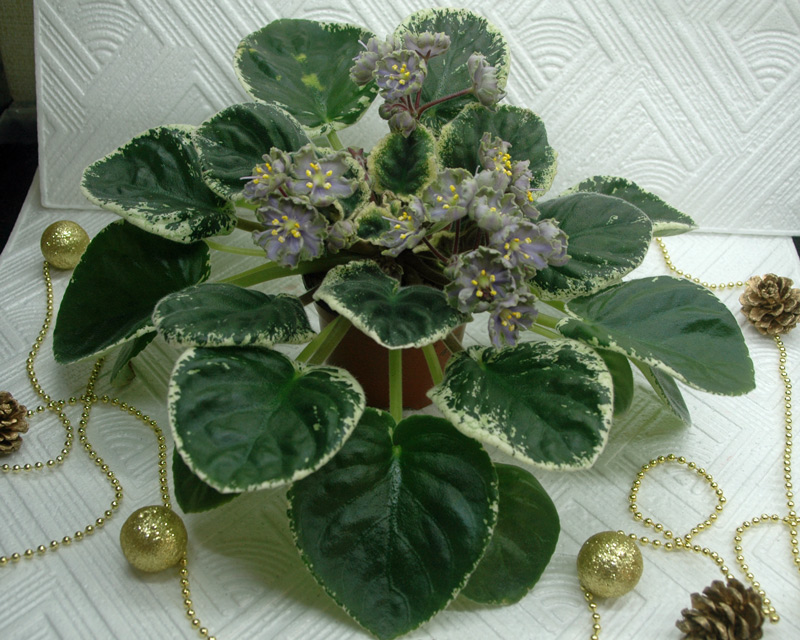 ЛЕ-Лена.jpg