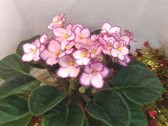 Teguila Rose.jpg