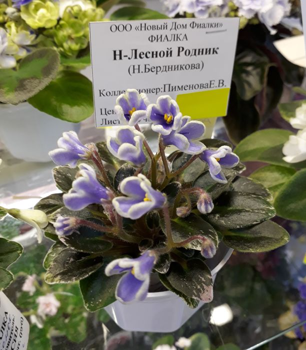 РодникЛ.jpg
