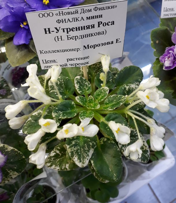 УтрРоса.jpg